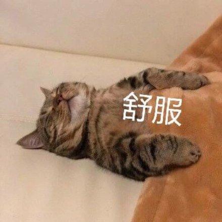 舒服(猫咪表情包)_猫咪_舒服表情