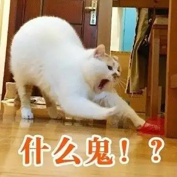 什么鬼?_喵咪_猫_什么表情