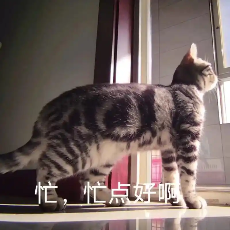 爱宝就把宝做成表情包.#我和我的猫#好爱我的猫#记录猫咪-抖音