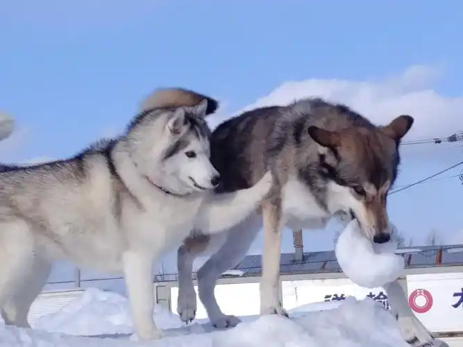 狼犬与哈士奇