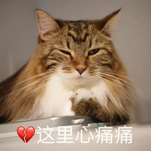 猫咪版这里心痛痛