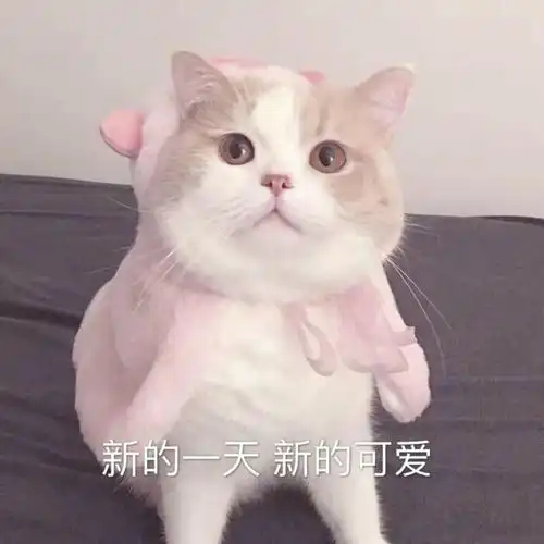 萌宠喵星人新的一天新的可爱搞怪逗gif动图_动态图_表情包下载_soogif