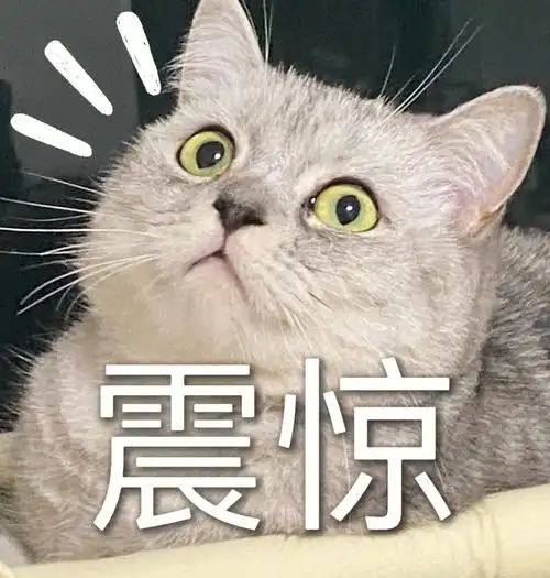 震惊为什么这小猫咪有那么多表情包