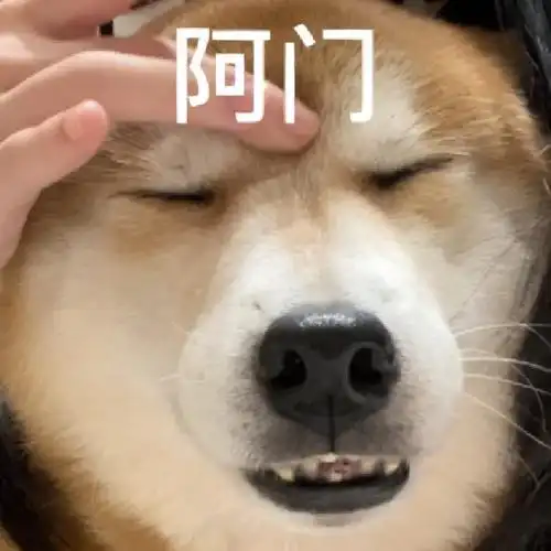 我的萌宠#我家宠物好可爱#柴犬#表情包