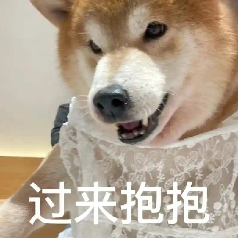 抱一下嘛#萌宠#宠物#表情包#柴犬日常#宠物vlog-抖音