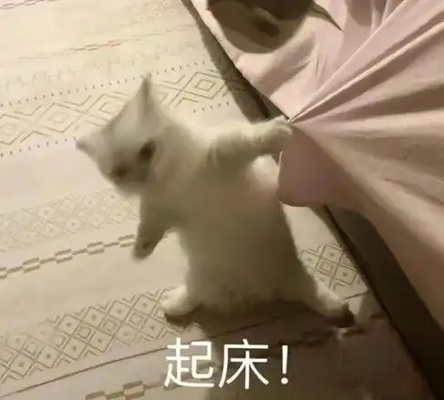 快来领取您的可爱猫猫表情包呀