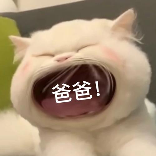 爸爸大嘴猫猫咪表情包