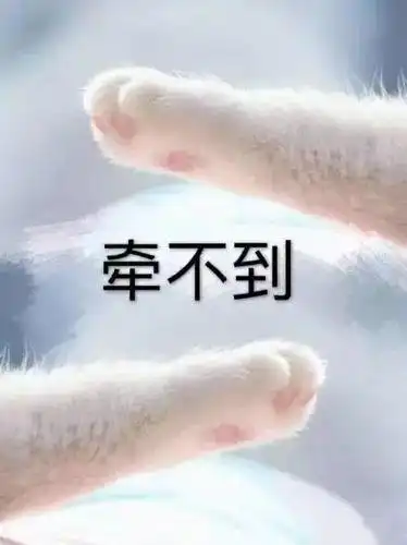 猫咪牵手表情包:牵宝宝的手