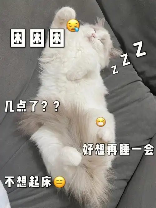 最近的状态和我4个月的猫子像极了～#猫#猫咪日常,天天睡不醒,但