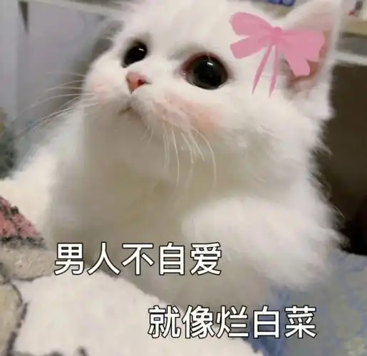 表情包#情侣表情包#猫猫表情包#表情包分享#hello~快来学