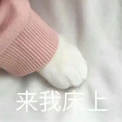 来我床上(猫爪)_猫爪_床上表情