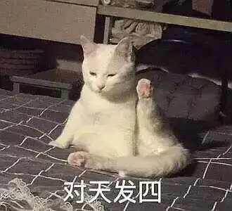 对天发四(猫咪举手发誓)_对天_猫咪_发四_举手_发誓表情