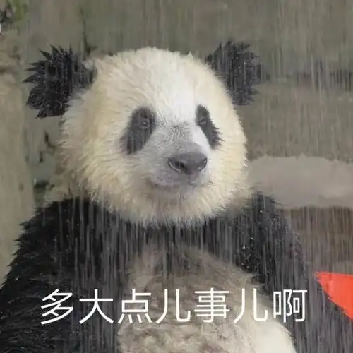 这个淋雨的熊猫有原图吗