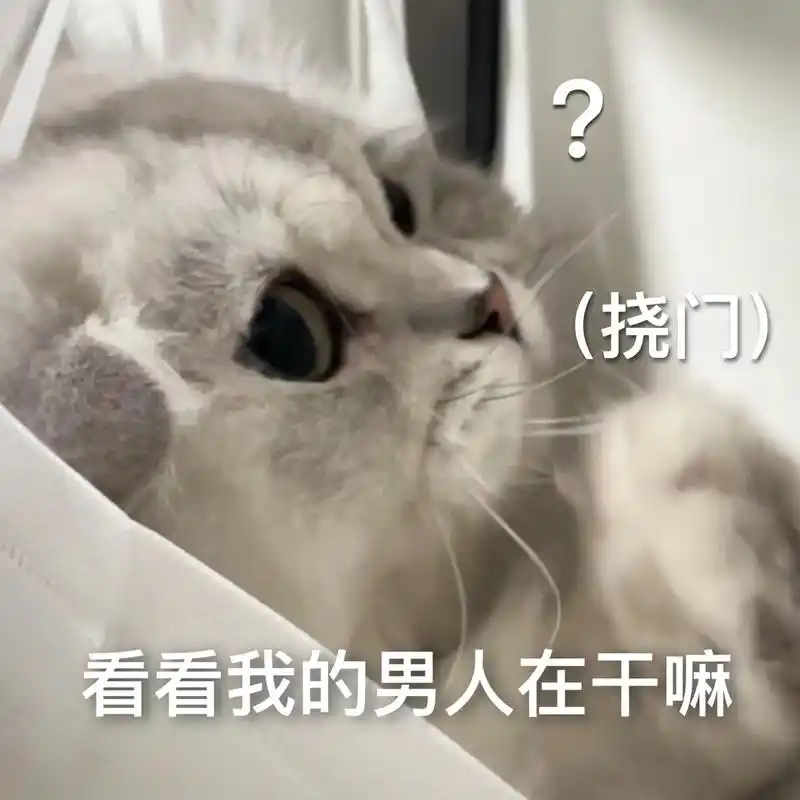 在干嘛想你了那你呢.#发给对象表情包#猫咪表情包-抖音