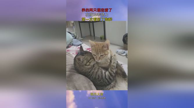 养的两只猫恋爱了,在猫的表情上,第一次看到了陶醉!|猎奇_网易视频