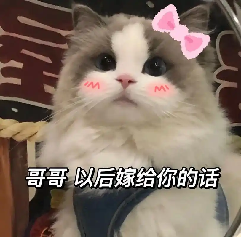 咱们结婚吧就现在.#猫咪表情包#发给对象表情包#表情包-抖音