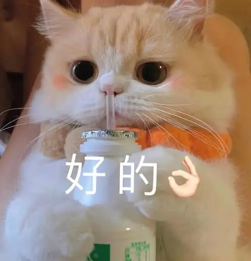 猫猫表情包