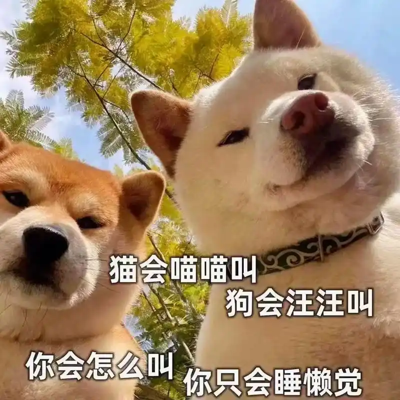 柴犬#柴犬表情包#萌宠#-抖音