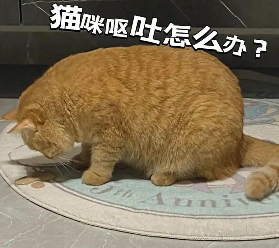 第一种情况:导致猫咪呕吐的原因有很多,看看是不是毛球症引发的