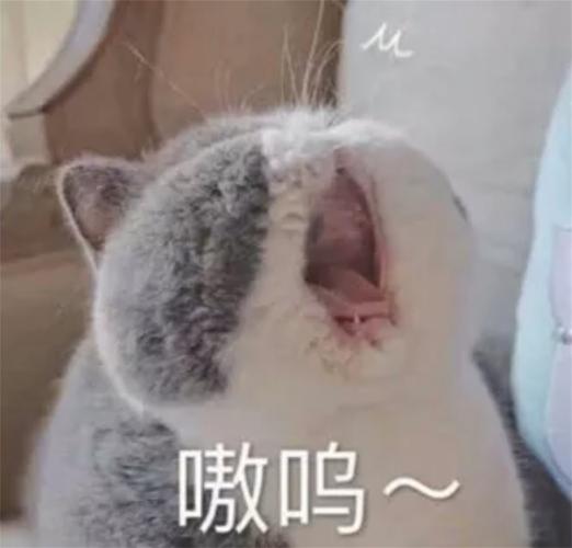 猫猫表情包嗷呜胖猫嚎叫