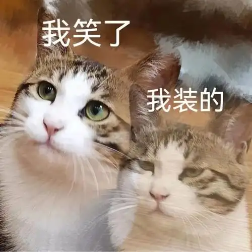 猫咪的烦恼#猫咪的敷衍#猫猫表情包