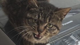 猫咪便秘表情合集确信