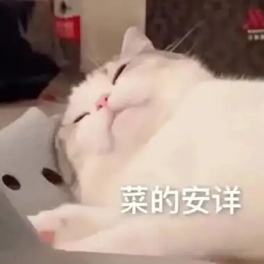 猫猫表情包菜的安详