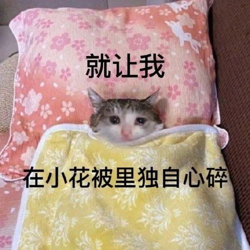 就让我在小花被里独自心碎流泪猫猫头表情包猫猫心碎表情