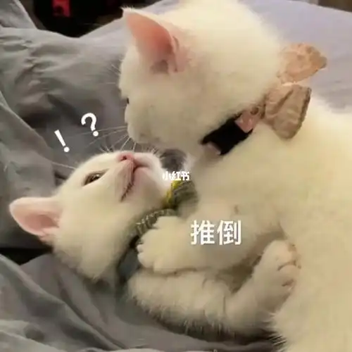 抱住!强吻!_表情包_猫咪_宠物_猫_晒猫