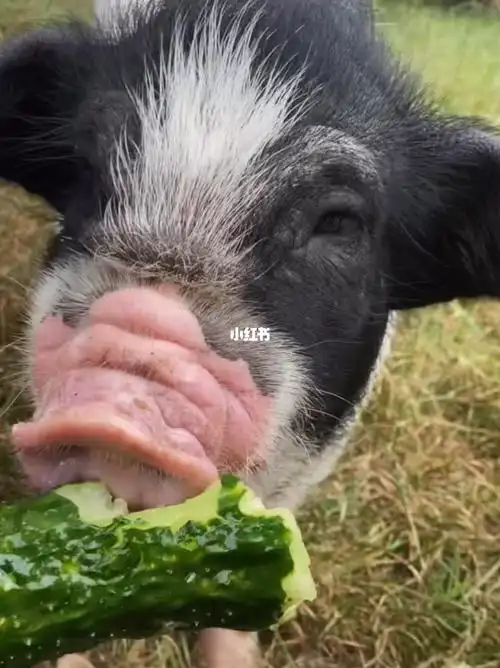 吉祥如意日常投食