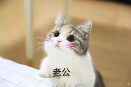 猫咪喊老公表情包