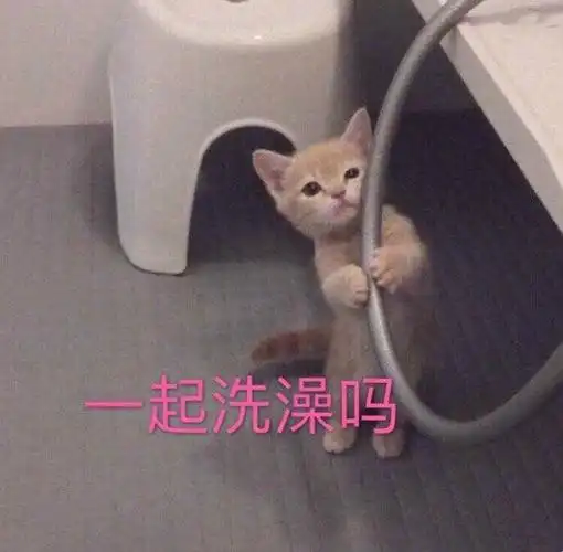 一起洗澡吗猫咪表情包洗澡猫咪表情