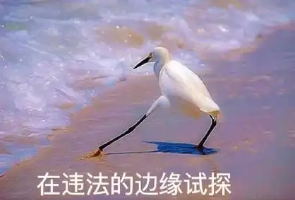 海鸥沙滩试探系列合集_海鸥_试探表情包-发表情fabiaoqing.com