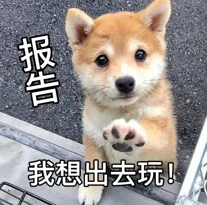 柴犬#柴犬表情包#萌宠#-抖音