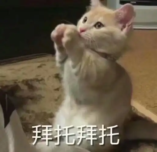 猫咪表情包拜托拜托