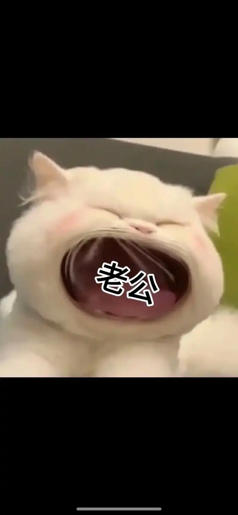 呼叫老公.#猫咪表情包#发给对象表情包#表情包#歪嘴小-抖音