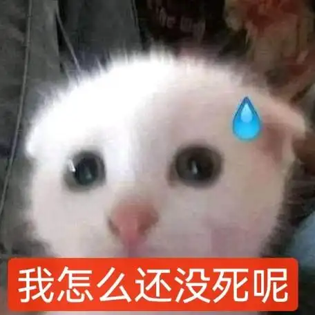 猫猫表情包