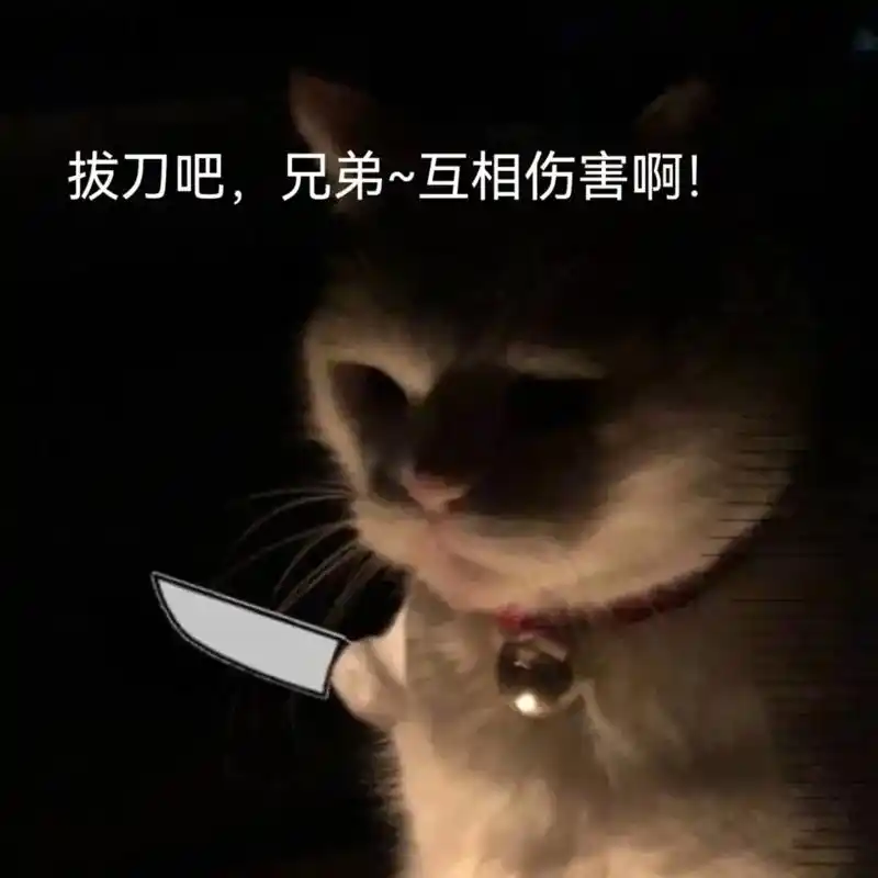 西内,西内#弱小可怜又无助#猫咪表情包#豆沙咯-抖音