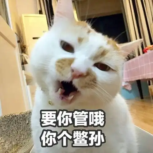 要你管熊猫斗图怼人表情愤怒gif动图_动态图_表情包下载_soogif