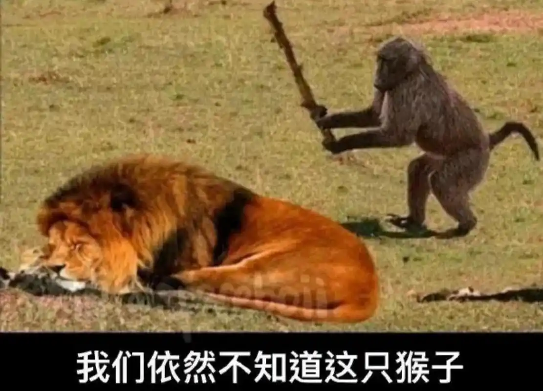 一只听了毒鸡汤的猴子:不是猴亡,就是猴王!#娱乐最前沿