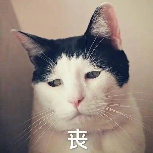 丧猫咪猫咪表情