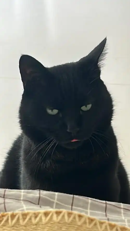 养了很多年的黑猫成精了,整天脸上的表情让人难以捉摸,不知道他整天在