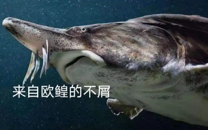 活动海洋生物科普天生强大的霸主欧鳇(这欧气不来吸一波吗)