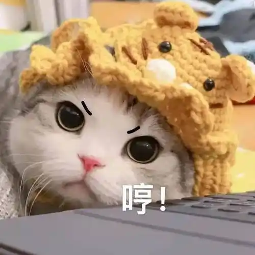 撒娇可爱小猫咪表情包~赞!