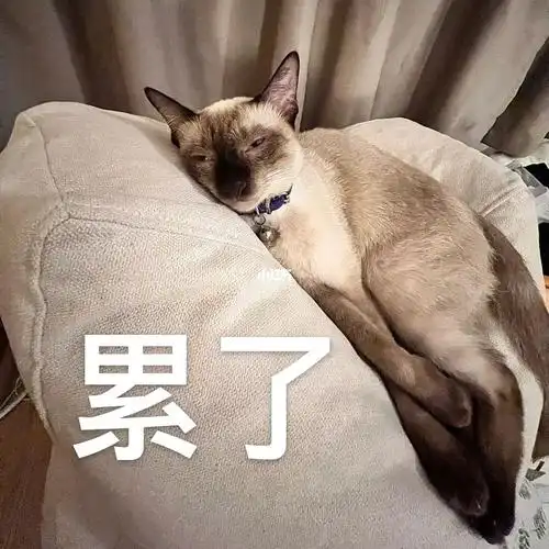 给自己的猫做了表情包09