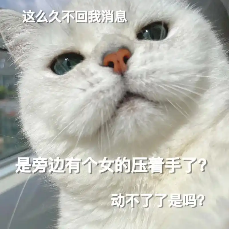 这么久不回我消息,是旁边有个女的压着手了是吧?#猫咪表情包-抖音