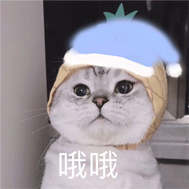 萌宠猫咪猫哦哦乖巧可爱撩gif动图_动态图_表情包下载_soogif