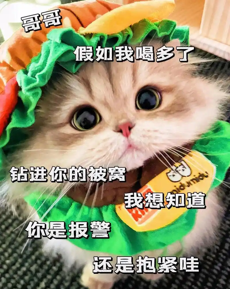 超级搞笑又可爱的猫猫表情包#发给对象表情包#套路表情包#-抖音