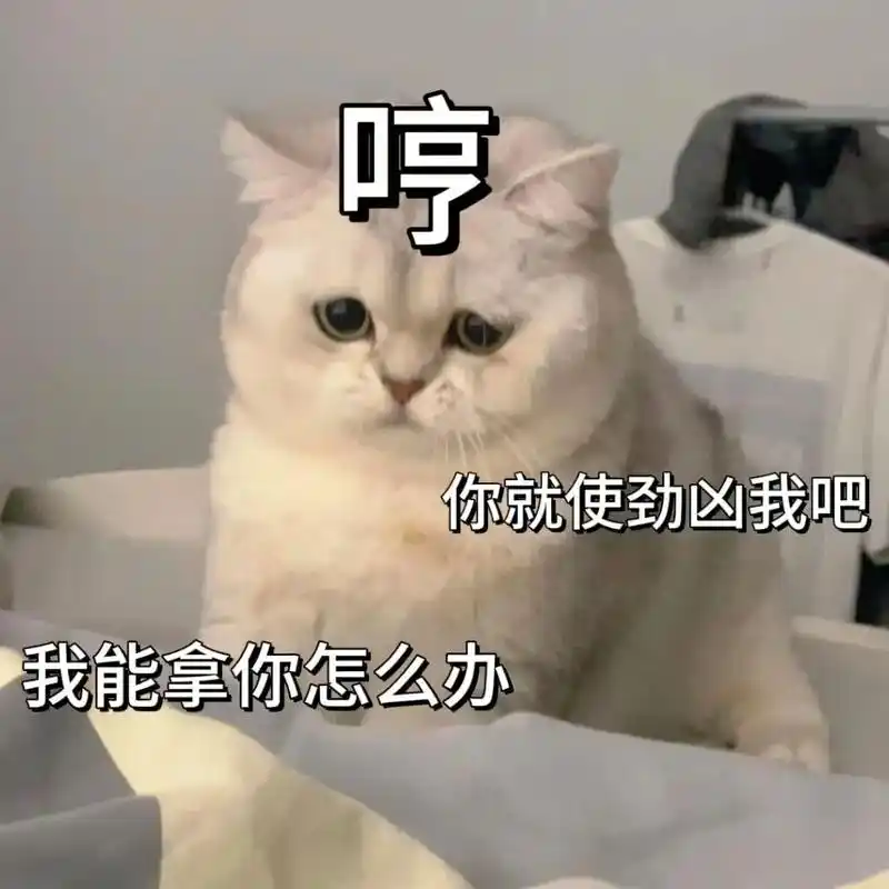 哼,你就凶我吧:)#表情包#猫猫表情包#猫咪表情包大-抖音