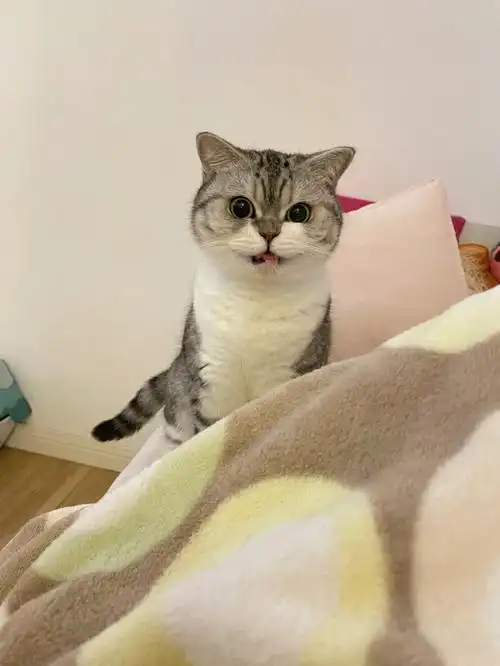小猫咪欲言又止
